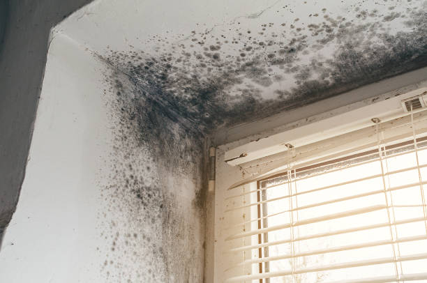 Trusted Attic Mold Removal service in Sparta, GA - Cheap Mold Removal